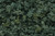 Woodland Scenics Model Railroad Landscape Underbrush Clump-Foliage Dark Green