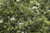 Woodland Scenics Model Railroad Landscape Fine Leaf Foliage Olive Green
