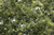 Woodland Scenics Model Railroad Landscape Fine Leaf Foliage Olive Green