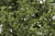 Woodland Scenics Model Railroad Landscape Fine Leaf Foliage Light Green