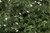 Woodland Scenics Model Railroad Landscape Fine Leaf Foliage Medium Green