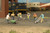 Bachmann HO Scale SceneScapes Figure Working People Construction Workers 6-Pack
