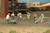 Bachmann HO Scale SceneScapes Figure Working People Construction Workers 6-Pack