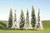Bachmann Snow-Covered Winter Pine Trees SceneScapes 5 to 6in 12.7 to 15.2cm 6-Pk