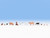 Noch HO Scale Detail Parts - Small Farm Animal Set (Pigs/Goats/Rabits) 12-Pack