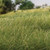 Woodland Scenics Model Railroad Static Grass Field System Medium Green 1/2"