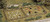 Atlas HO Scale Model Railroad/Train Accessory Rustic Fence & Gate (72 Inches)