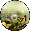 Fantasy and Fairies