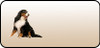 Bernese Mt Dog Plain