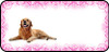 Pink Swirl Golden Retriever