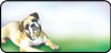 Bull Dog English