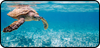 Sea Turtle
