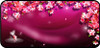 Cherry Blossom