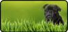 Grassy Pug