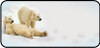 Polar Bears