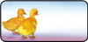 Ducklings