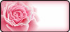 Rose Bloom Pink