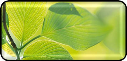 New Leaf