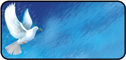 White Dove in Rain