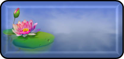Pink Water Lilly