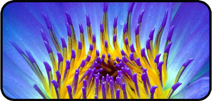 Purple Wonder