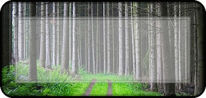 In the Woods