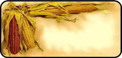 Indian Corn