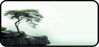 Bonsai