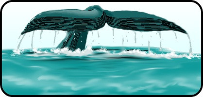 Whale Tail