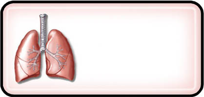 Lungs on Pink