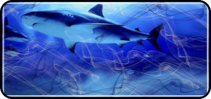 Great White Shark