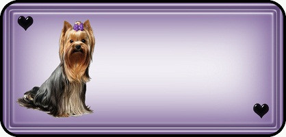 Yorkie Long Hair