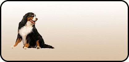 Bernese Mt Dog Plain