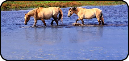 Horses in Water