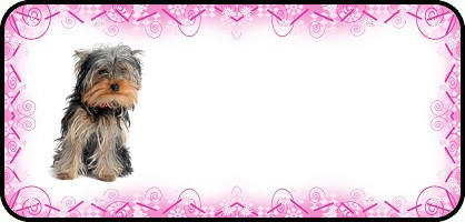 Pink Swirl Yorkie