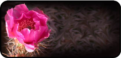 Cactus Desert Rose