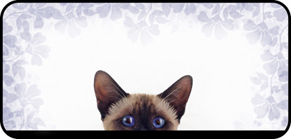 Curious Siamese