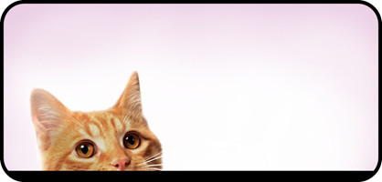 Curious Tabby