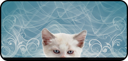 Curious White Kitten