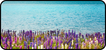 Flowers Edge