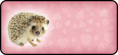 I Love Hedgehogs