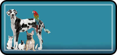 Animal Assortment Teal