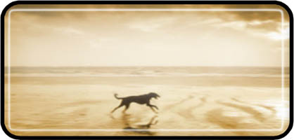 Dog on Beach