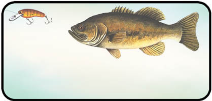 Bass