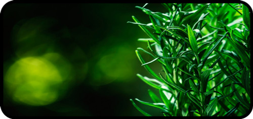 Fresh Rosemary