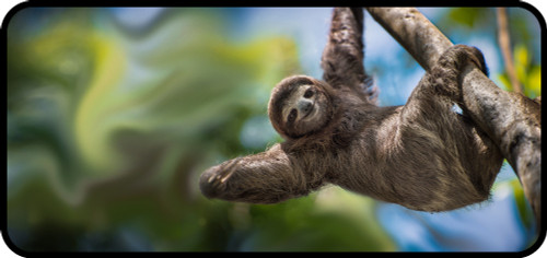 Happy Sloth