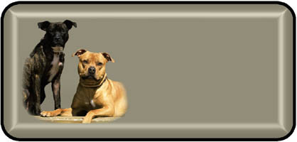 Pit Bulls