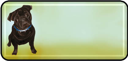 Pug Black