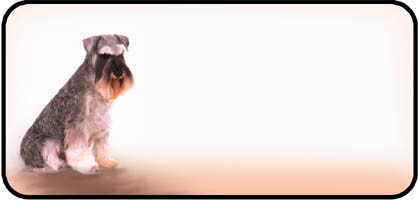 Schnauzer Std