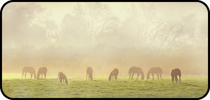 Horses Grazing